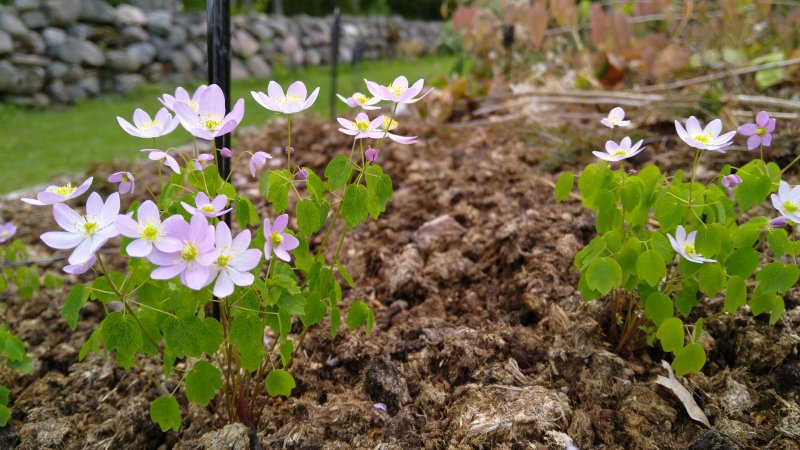 Anemonella thalictroides 'Rosea' Pisiülane